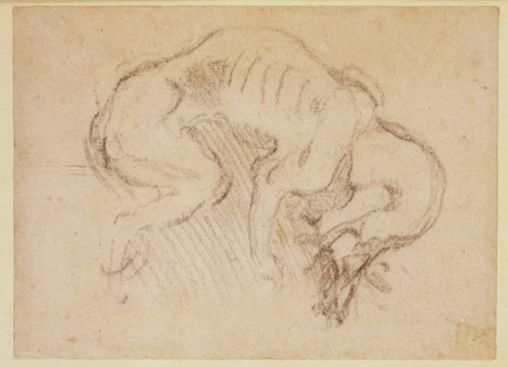 Detail of Study of a dog by Michelangelo Buonarroti