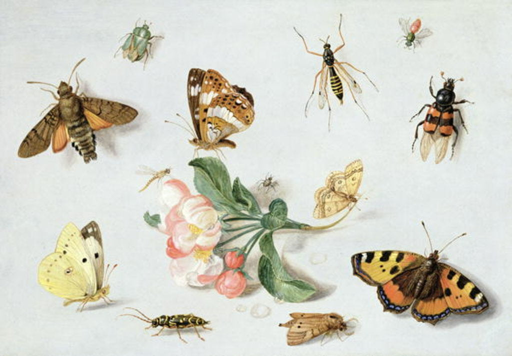 Detail of Butterflies, moths and other insects with a sprig of apple blossom by Jan van the Elder Kessel