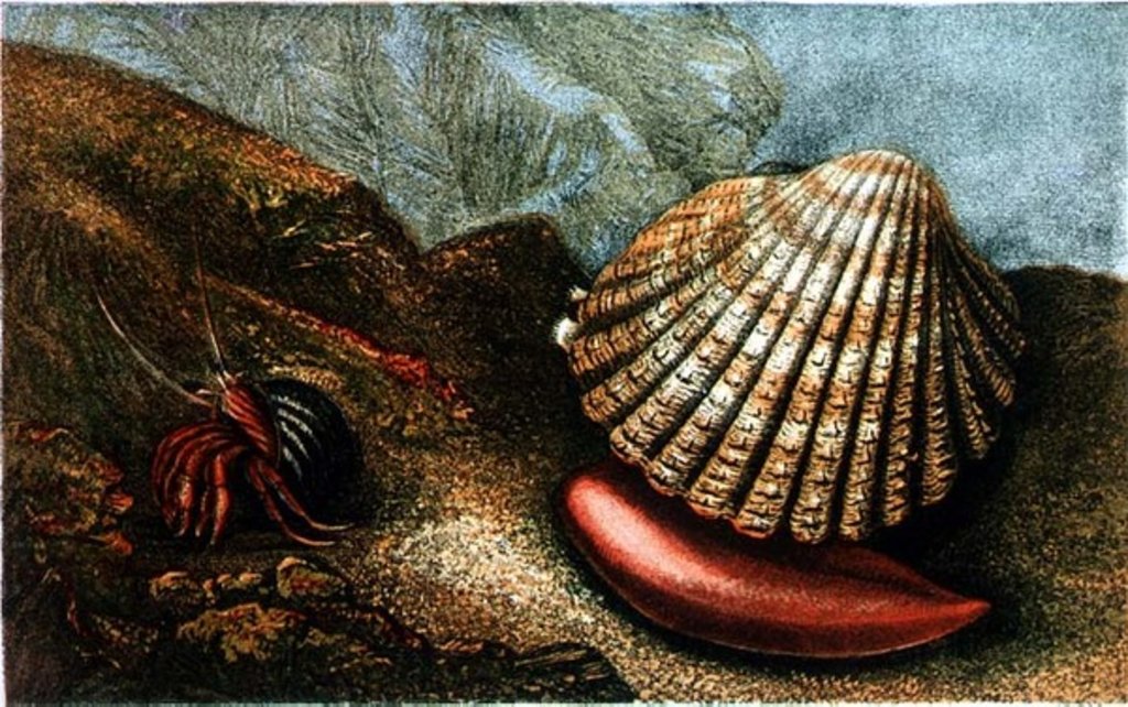 Detail of Cardum Rusticum and Pagurus Bernhardi in a Periwinkle Shell by Charles Kingsley
