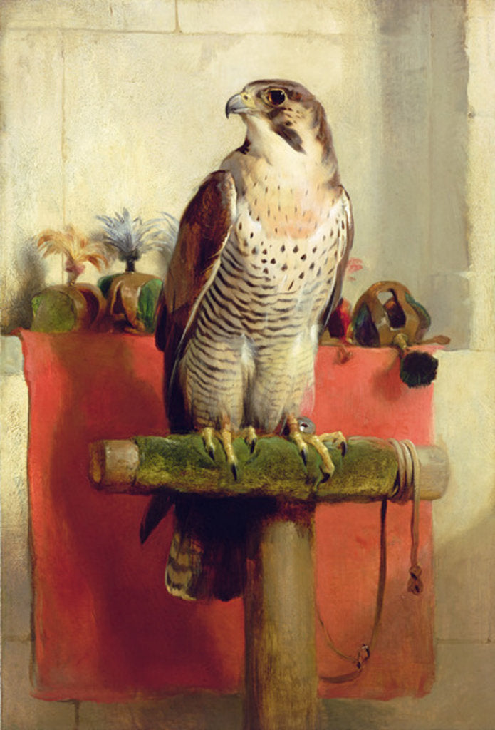 Detail of Falcon, 1837 by Edwin Landseer