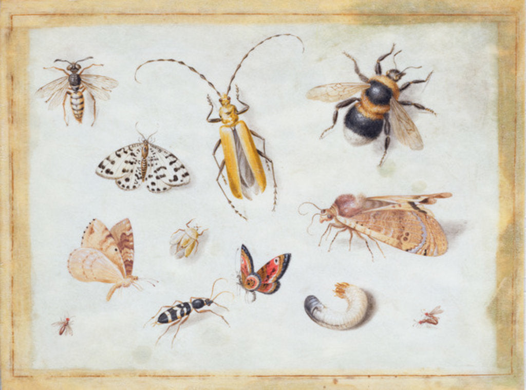 Detail of A Study of Butterflies and other Insects by Jan van the Elder Kessel
