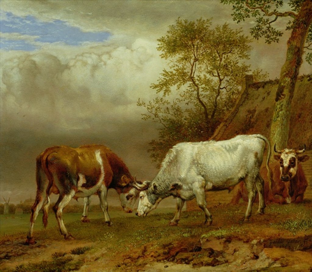 Detail of Two Bulls with Locked Horns, 1653 by Paulus Potter