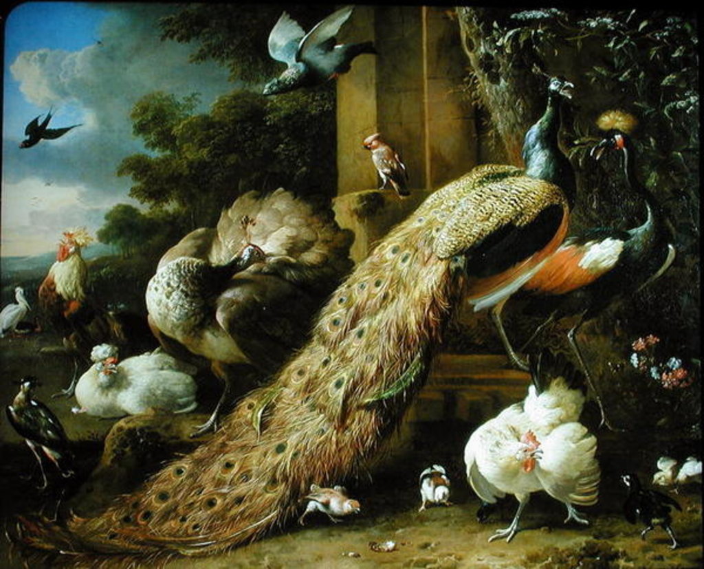 Detail of Peacock, parakeet, pelican, crane and poultry by Melchior de Hondecoeter