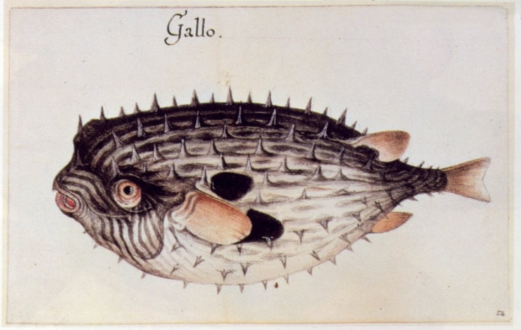 Detail of A Burrfish by John White
