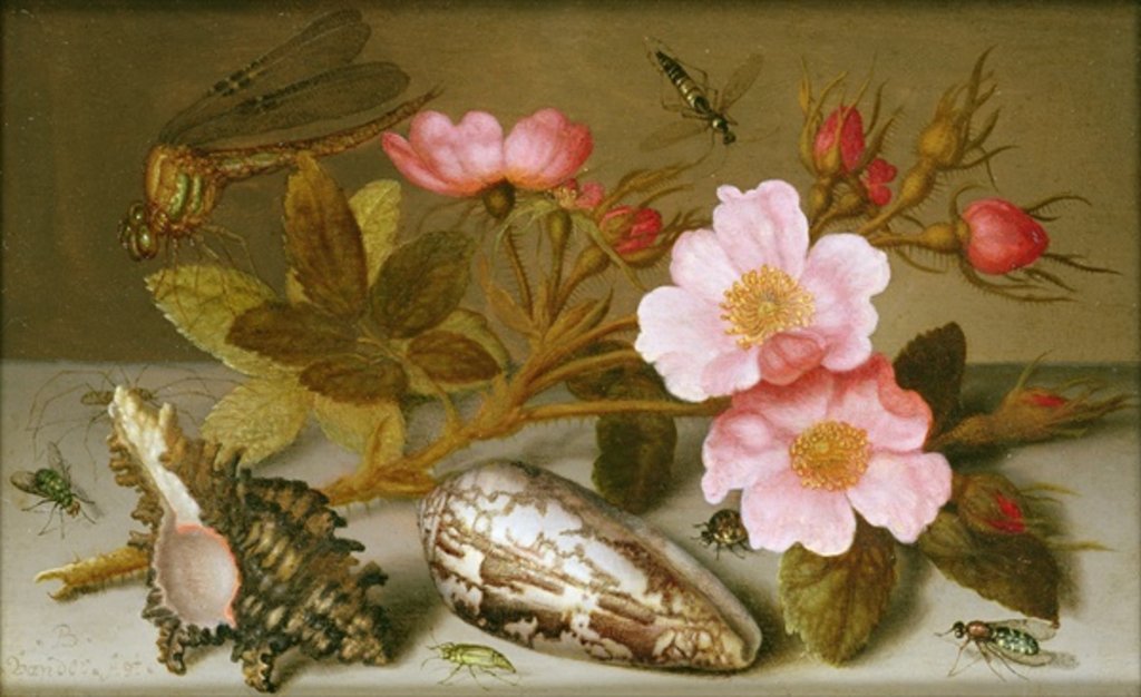 Detail of Still life depicting flowers, shells and a dragonfly by Balthasar van der Ast