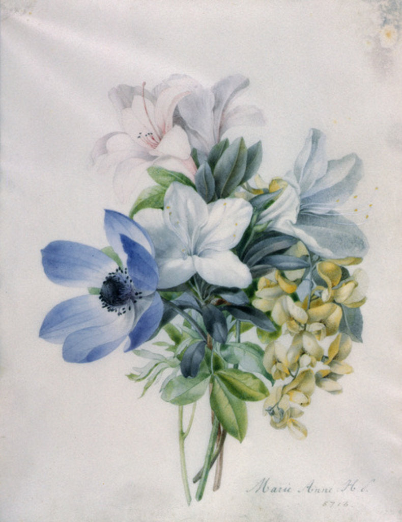 Detail of Anemone, wisteria and laburnum by Marie-Anne