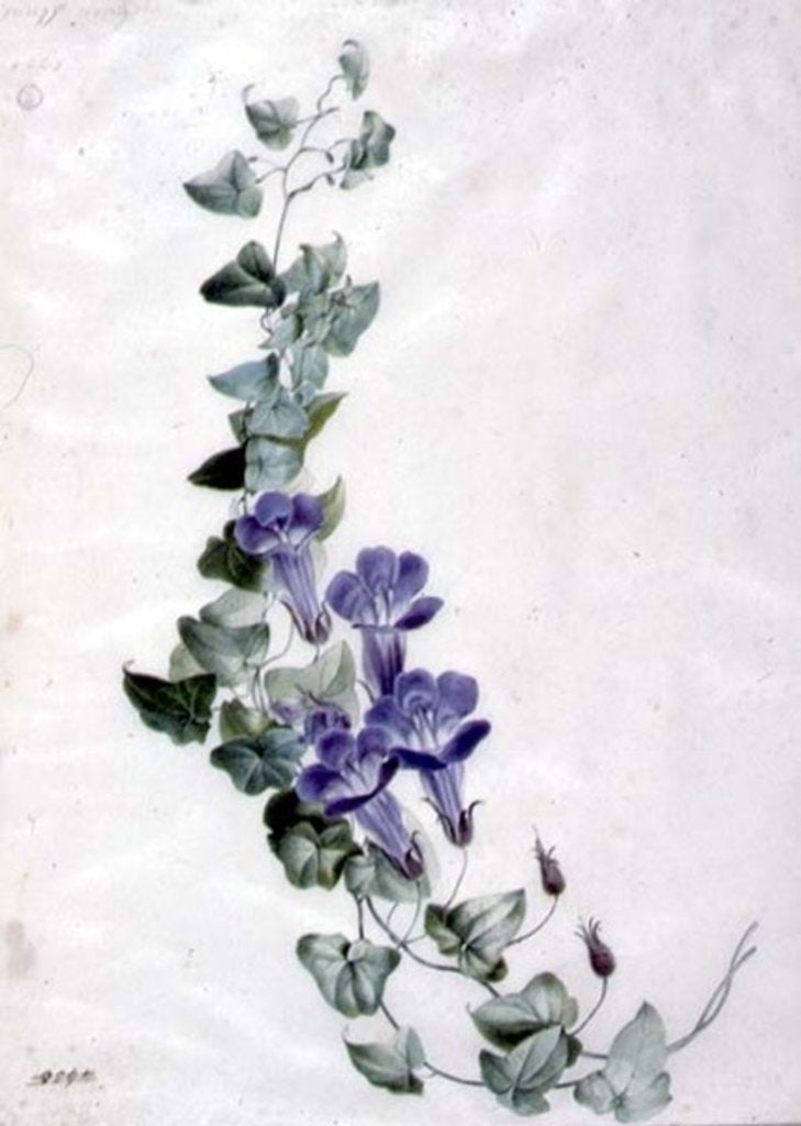 Detail of Ivy-leaved Toad Flax by Marie-Anne