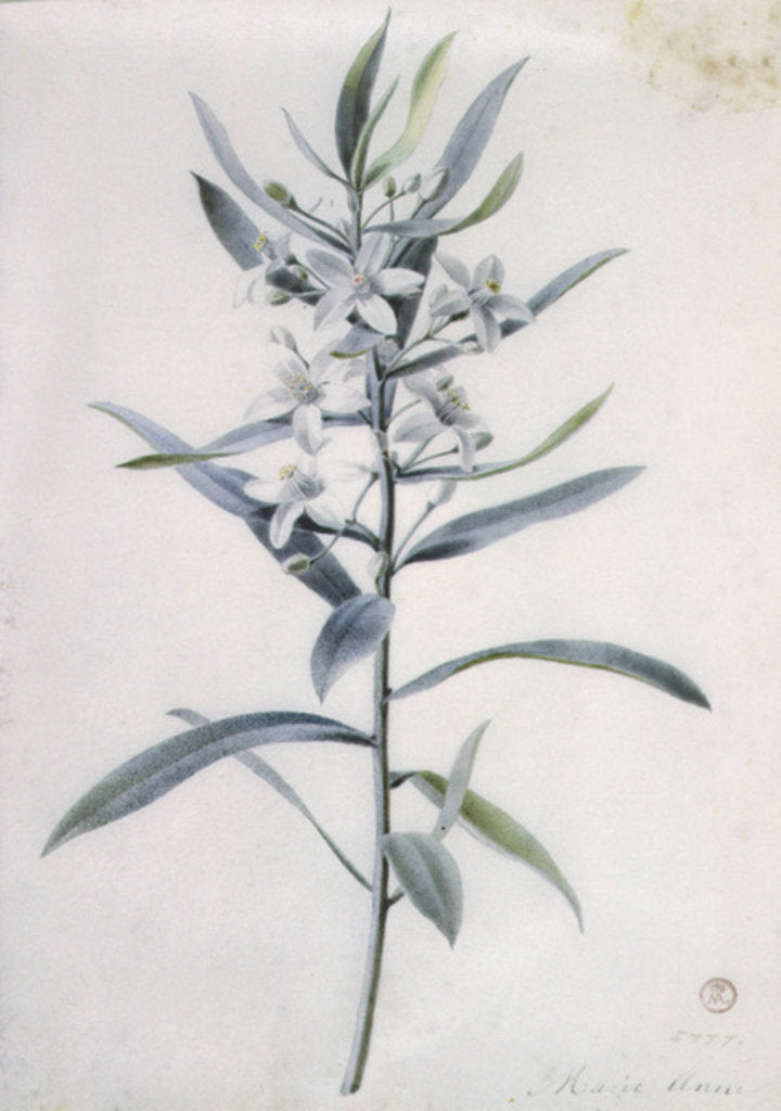 Detail of Flower Pieces, 18th century by Marie-Anne