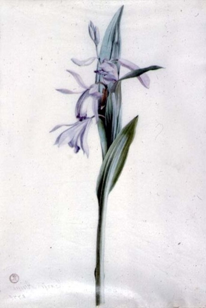 Detail of Flower Pieces by Marie-Anne