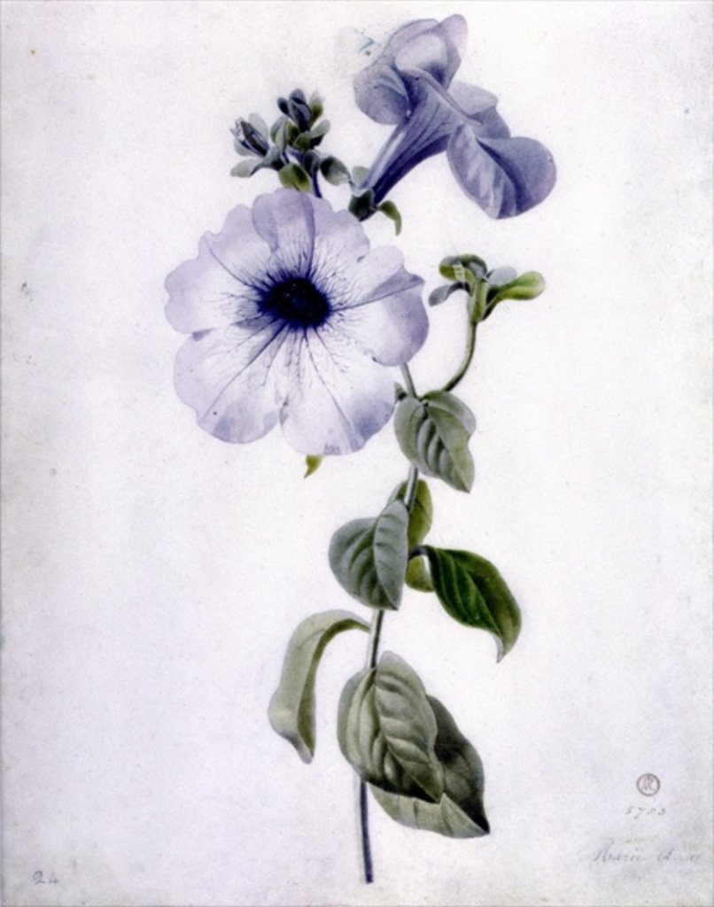 Detail of Petunia by Marie-Anne