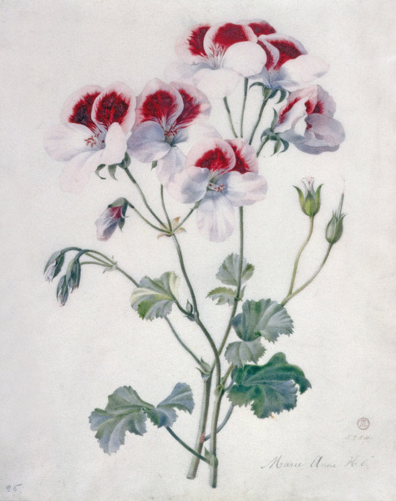 Detail of Crane's Bill by Marie-Anne