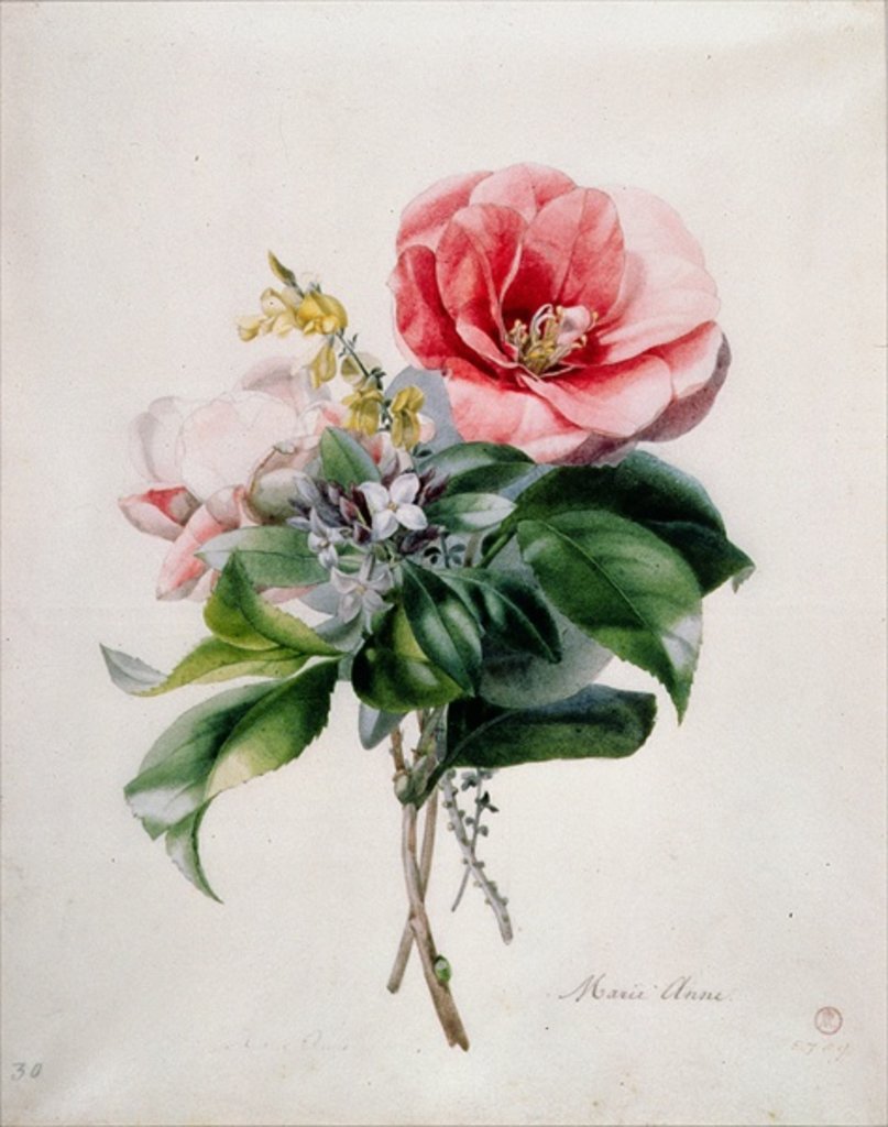 Detail of wamellia and Broom by Marie-Anne