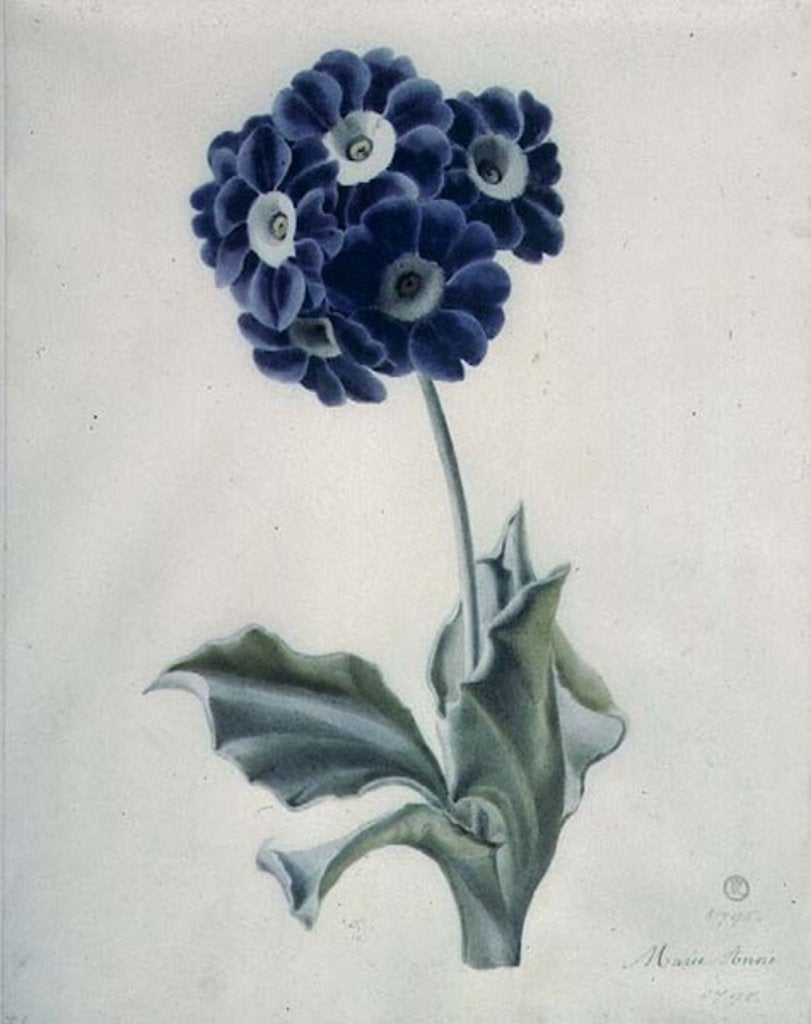 Detail of Polyanthus by Marie-Anne