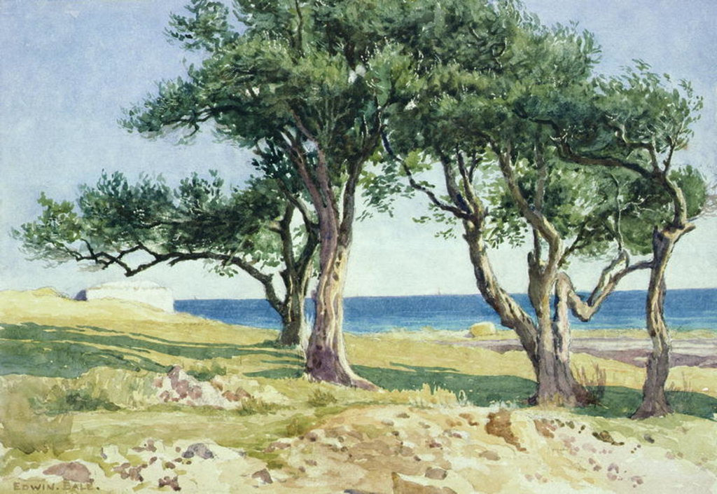 Detail of Old Olive Trees, Bordighera by Edwin Bale