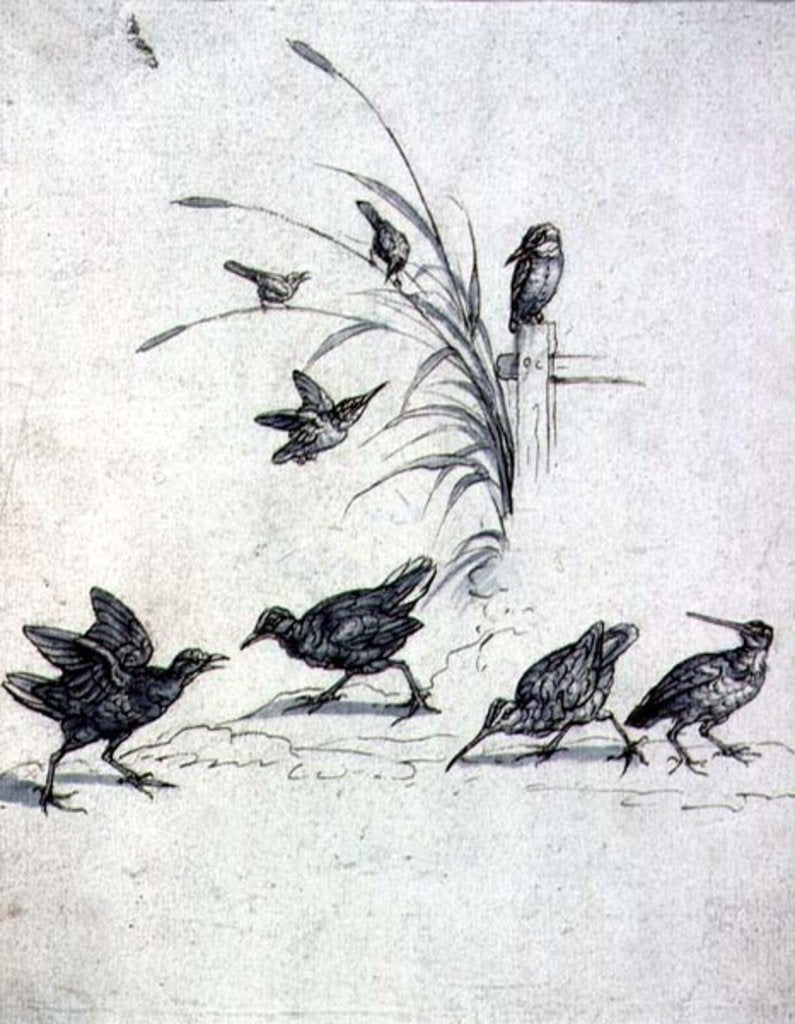 Detail of Kingfishers, Curlew and other Birds, 17th century by Francis Barlow