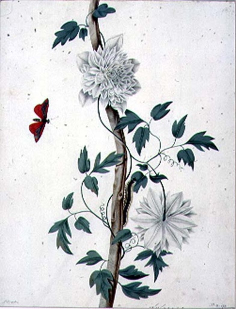 Detail of Flower Studies, 18th century by Peter Brown