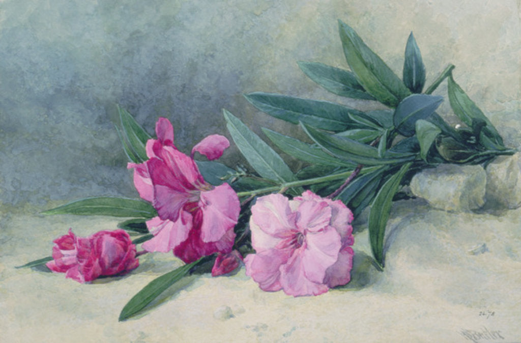Detail of Oleander Blossom by Mary E. Butler