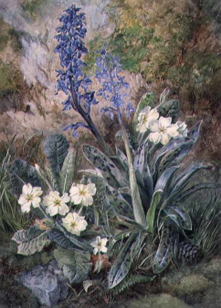 Detail of Purple Orchid and Primrose by Thomas Collier