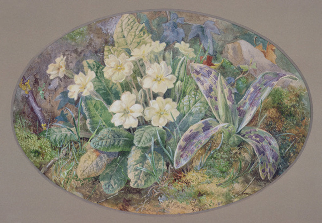 Detail of Primrose and Orchid by Thomas Collier