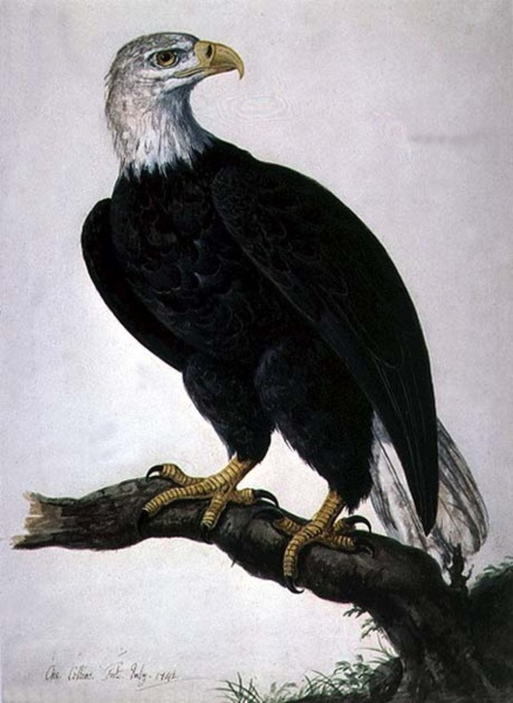 Detail of White-headed Sea Eagle by Charles Collins