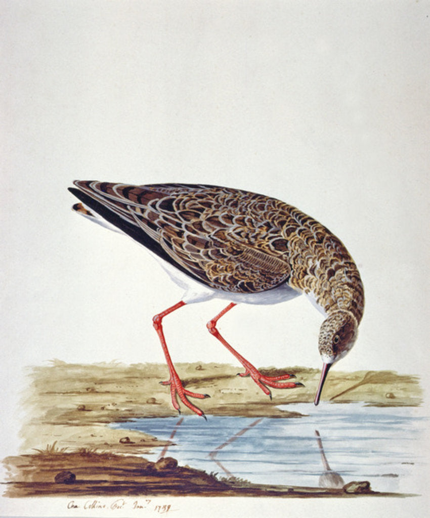 Detail of Curlew Sandpiper by Charles Collins