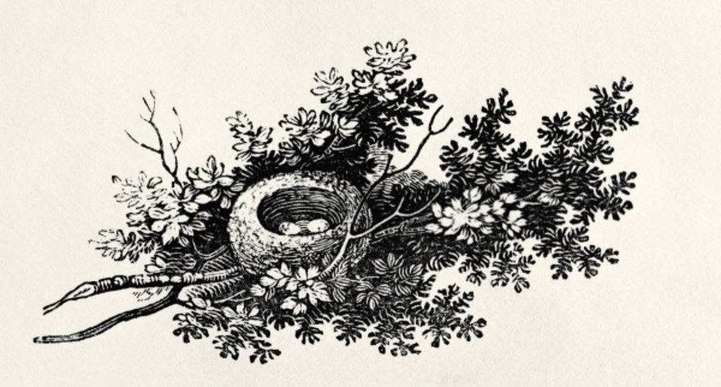 Detail of Bird's Nest by Thomas Bewick