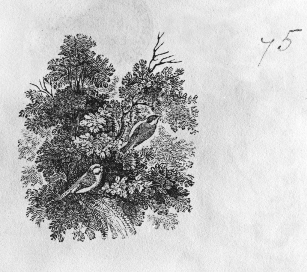 Detail of Blue Tit and Great Tit from the 'History of British Birds' Volume I, pub. 1797 by Thomas Bewick