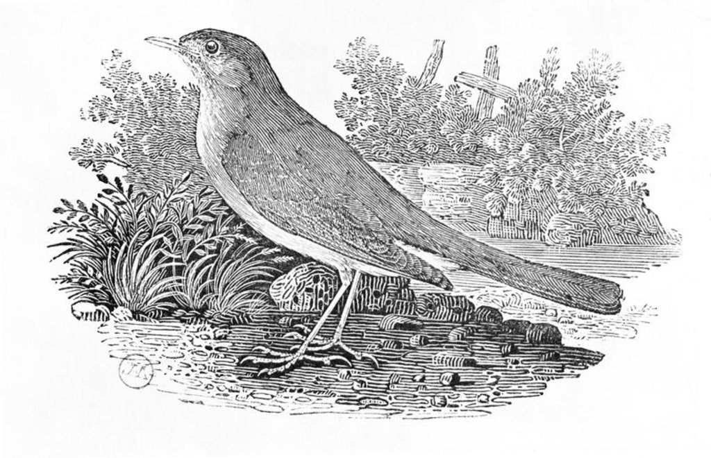Detail of The Nightingale from the 'History of British Birds' Volume I, pub. 1797 by Thomas Bewick