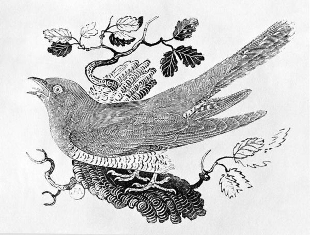 Detail of The Cuckoo from the 'History of British Birds' Volume I, pub. 1797 by Thomas Bewick
