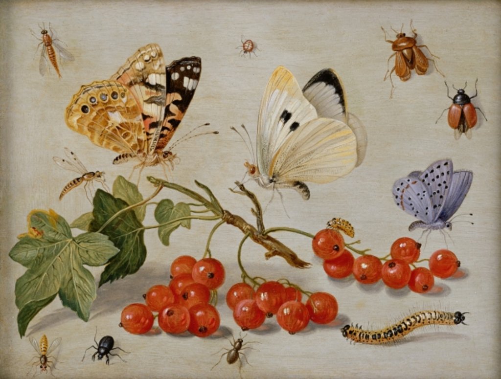Detail of A still life with sprig of Redcurrants, butterflies, beetles, caterpillar and insects by Jan van the Elder Kessel