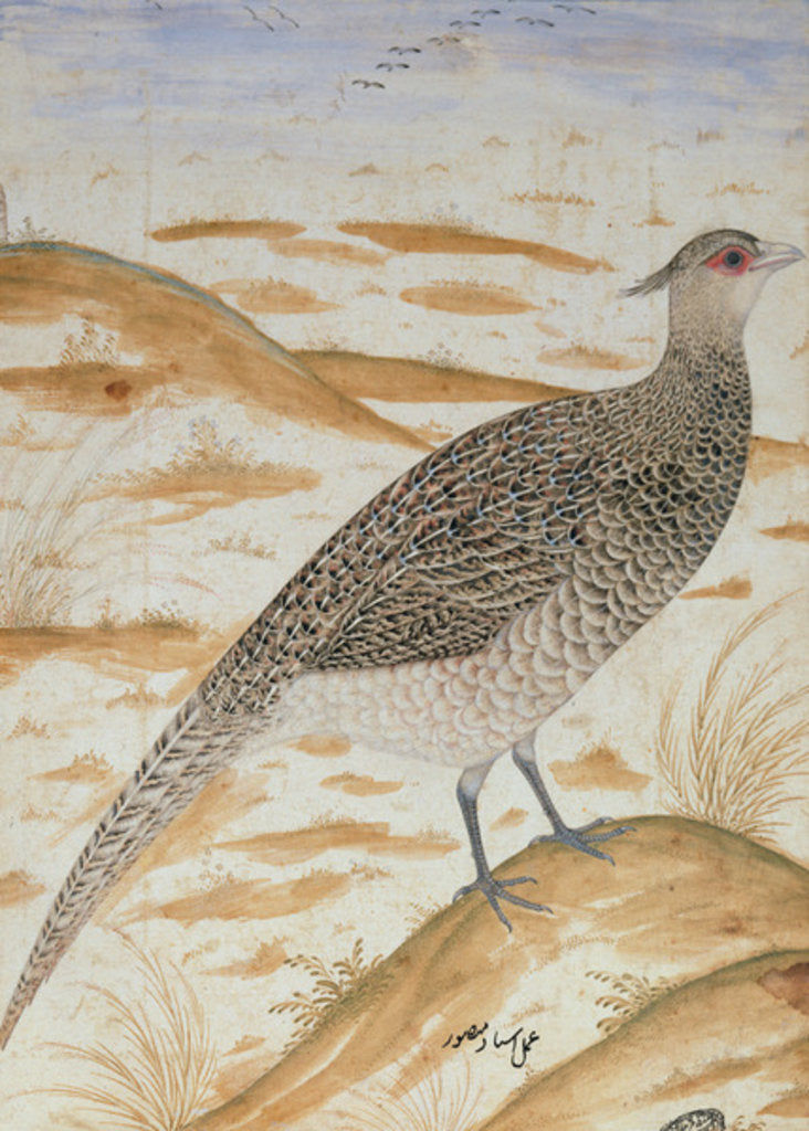 Detail of Himalayan cheer pheasant, Jahangir Period, Mughal, c.1620 by Mansur (fl.c.1590-1630)