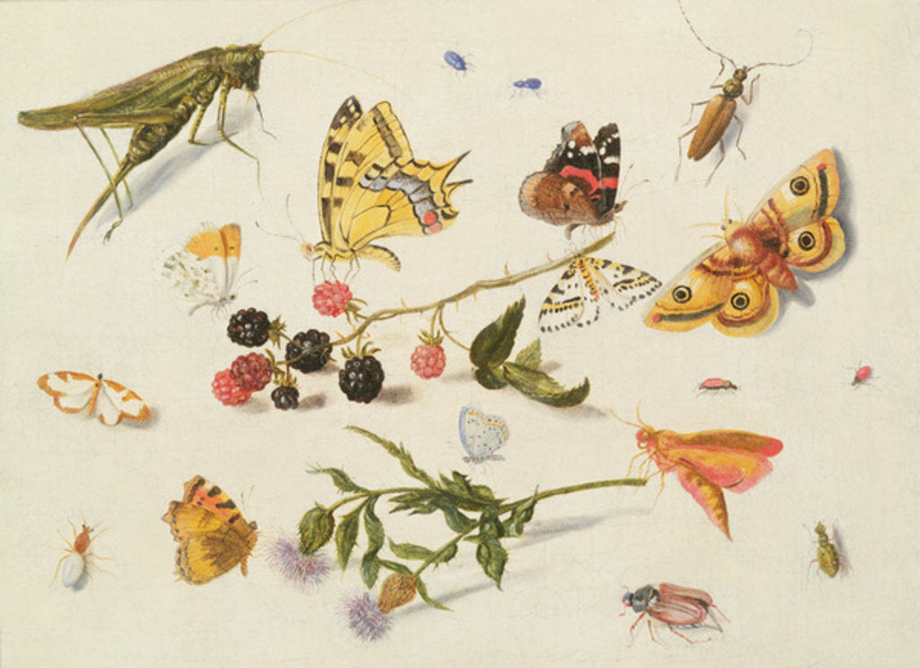 Detail of Study of Insects, Flowers and Fruits, 17th century by Ferdinand van Kessel