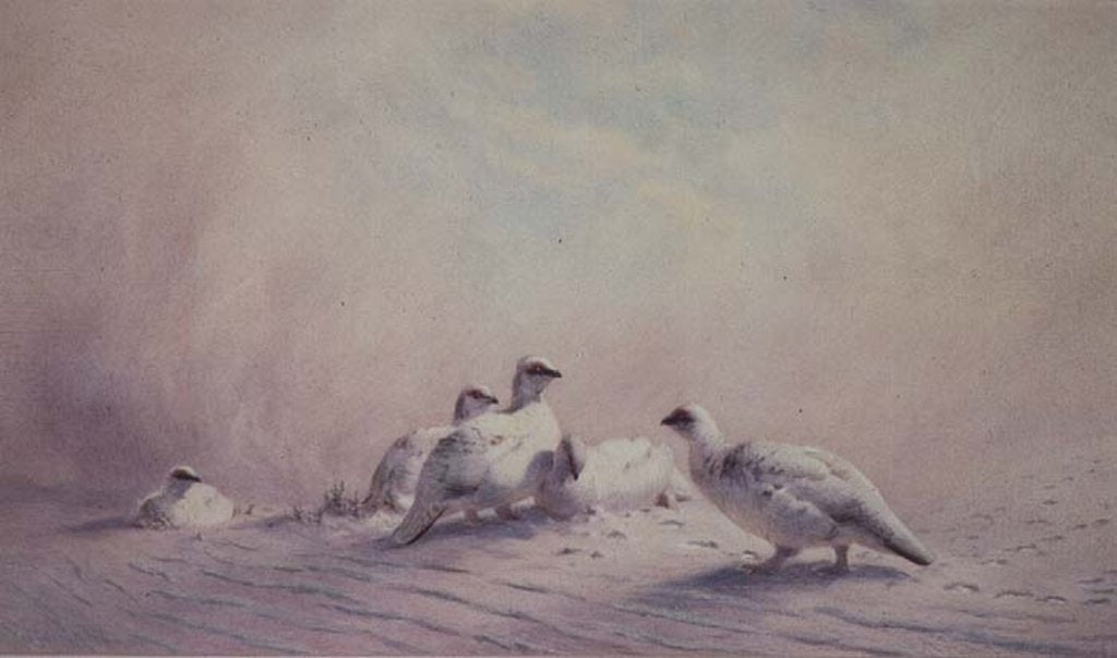Detail of Ptarmigan, Winter, 1873 by Joseph Wolf