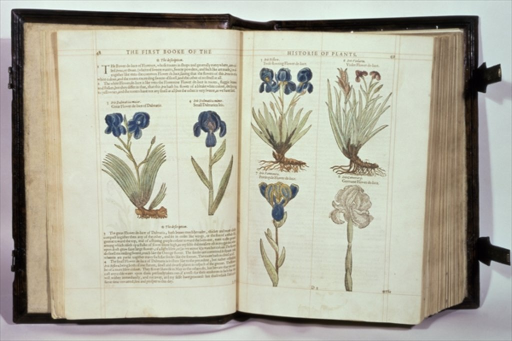 Detail of Iris, six varieties from 'The First Booke of the Historie of Plants' by John Gerard, published 1597 by English School