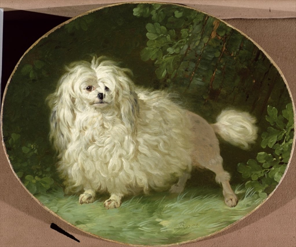 Detail of Portrait of a Poodle by Jean Jacques Bachelier