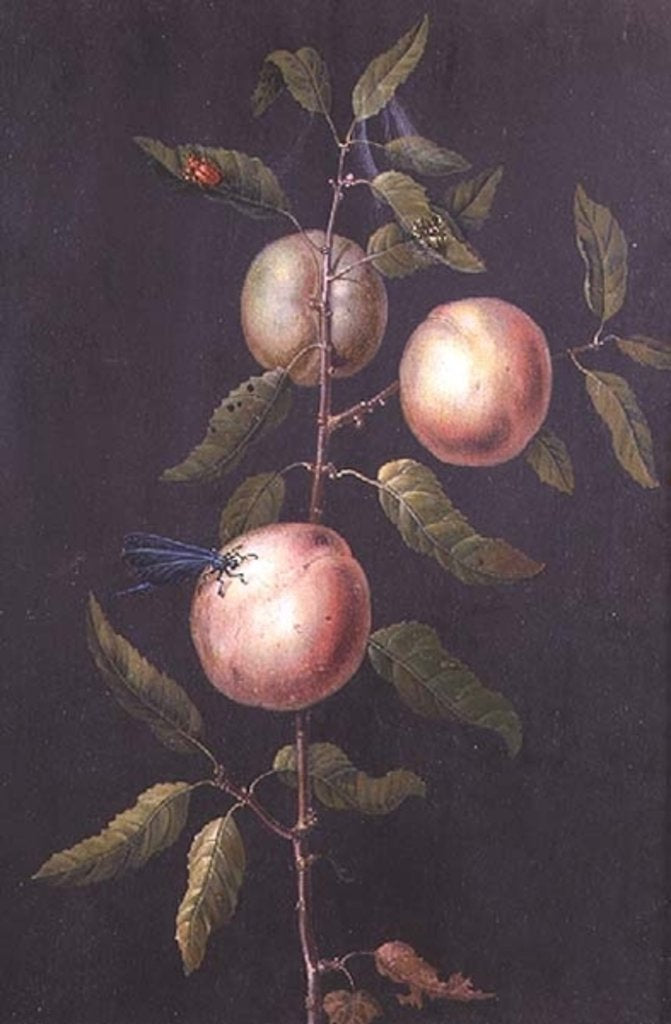 Detail of Branch of a Pear Tree by Barbara Regina Dietzsch