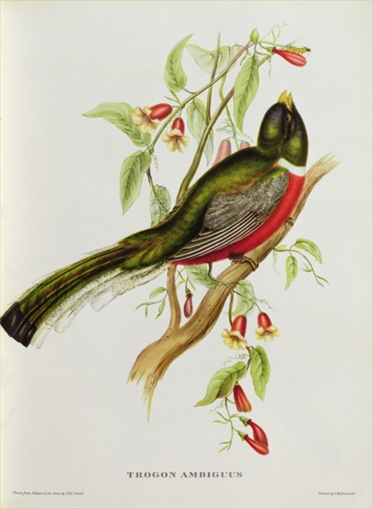 Detail of Trogon Ambiguus from 'Tropical Birds', 19th century by John Gould