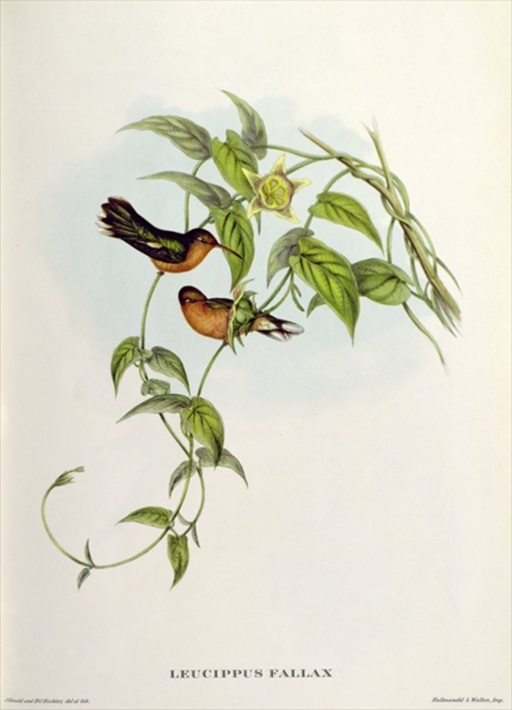 Detail of Leucippus Fallax by John Gould