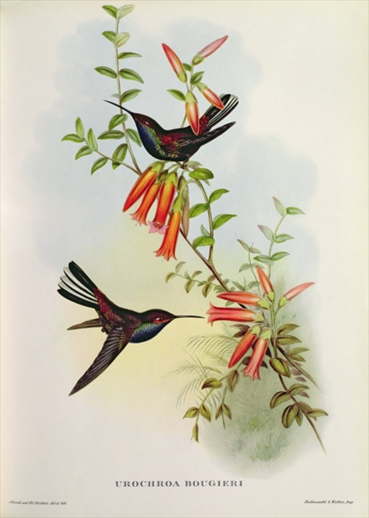 Detail of Urochroa Bougieri by John Gould
