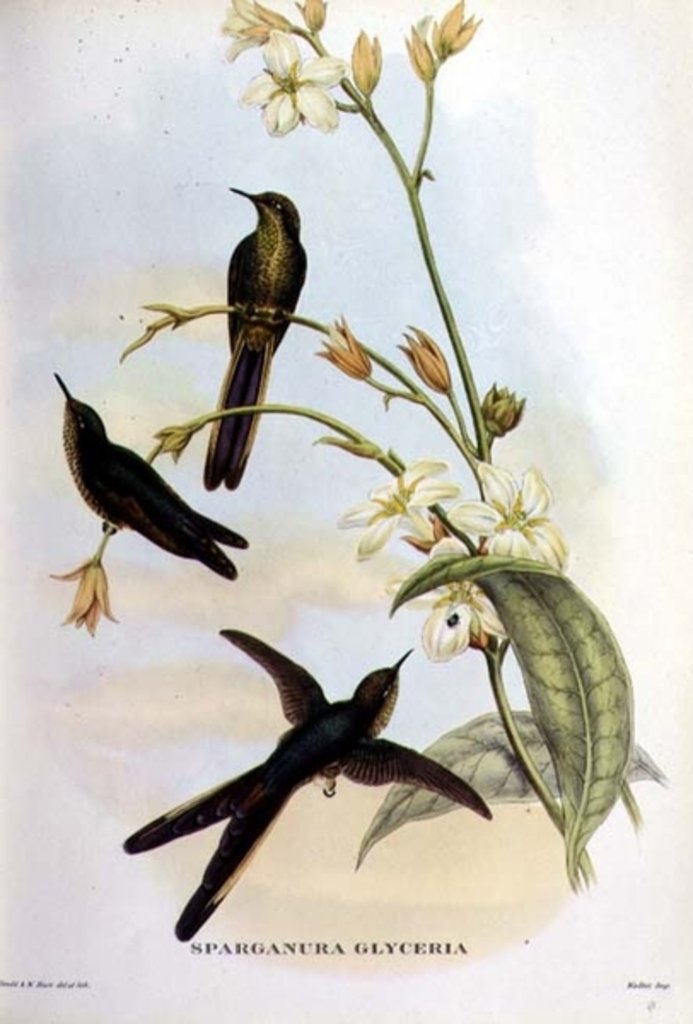 Detail of Sparganura Glyceria by John & Hart William Gould