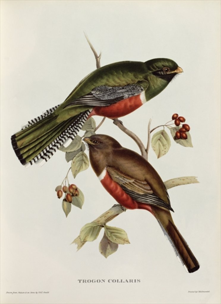Detail of Trogon Collaris from 'Tropical Birds', 19th century by John Gould