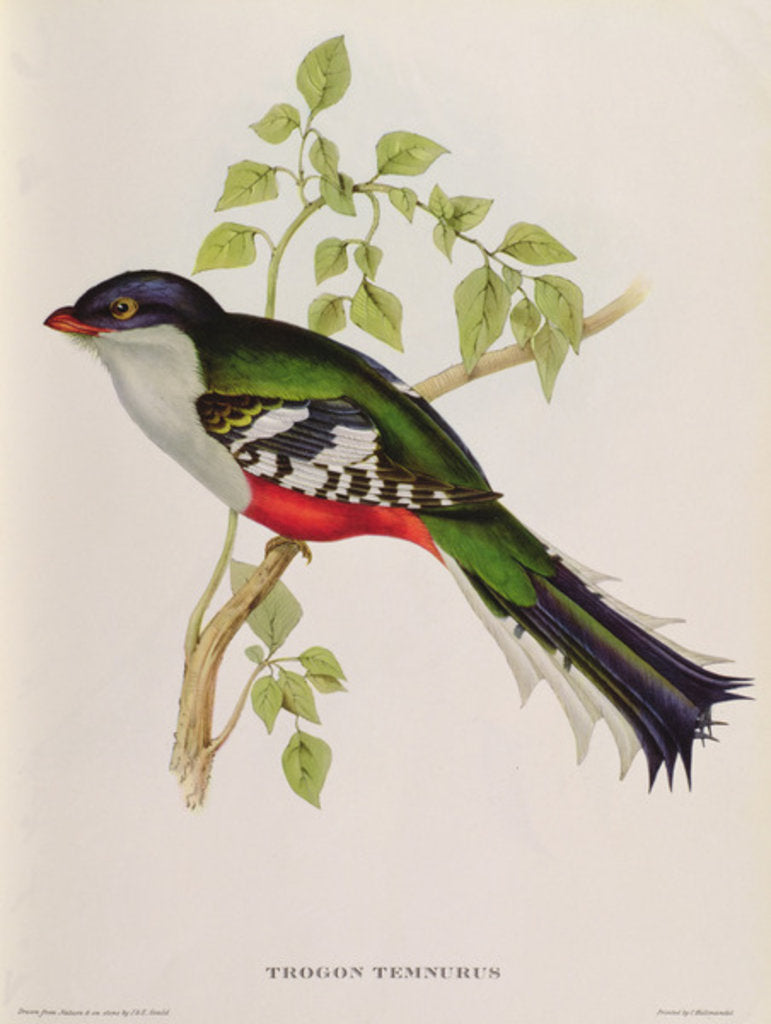 Detail of Trogon Temnurus from 'Tropical Birds', 19th century by John Gould