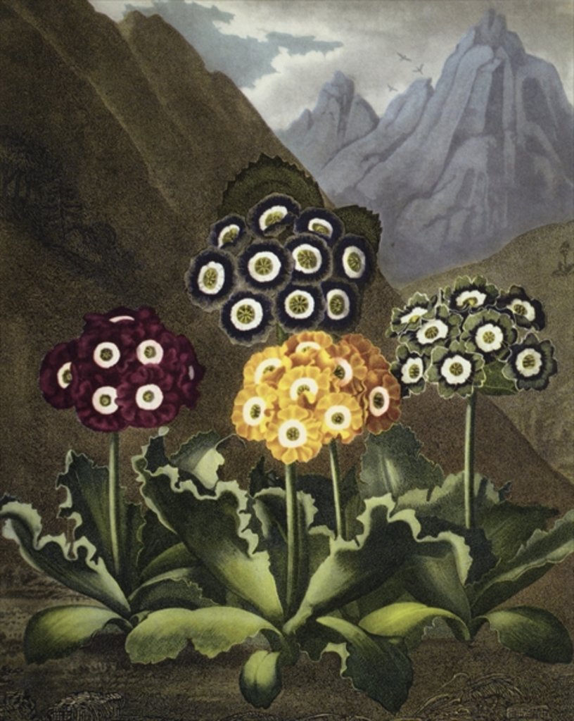 Detail of Auriculas from Dr John Robert Thornton's 'Temple of Flora, or Garden of the Botanist, Poet, Painter and Philosopher', London, 1812 by Anonymous