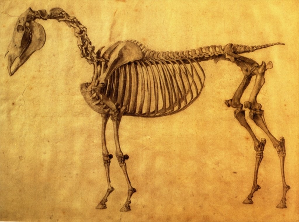 Detail of Finished Study for the First Skeletal Table of a Horse, c. 1766 by George Stubbs