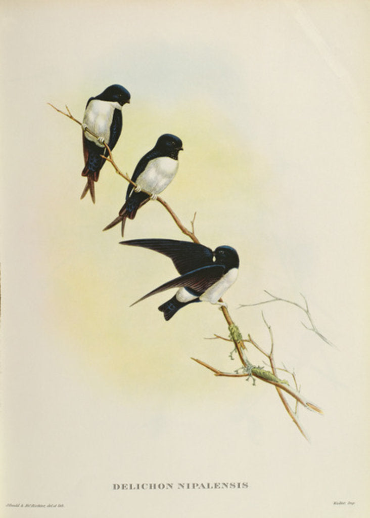 Detail of Delichon nipalensis by John Gould