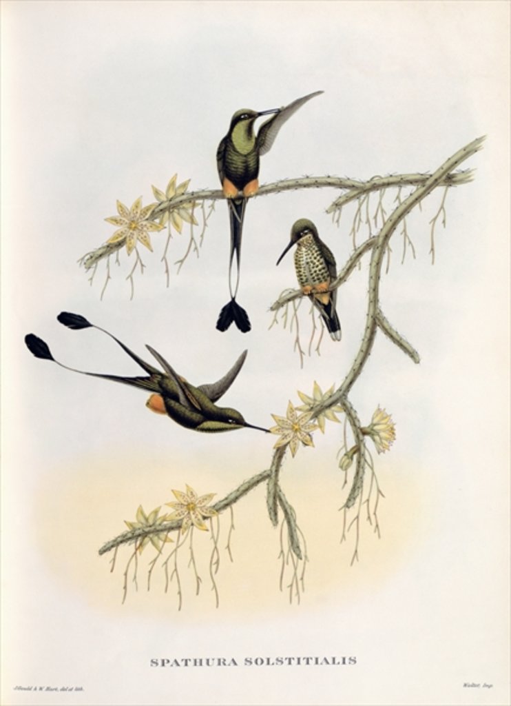 Detail of Spathura Solstitialis by John Gould