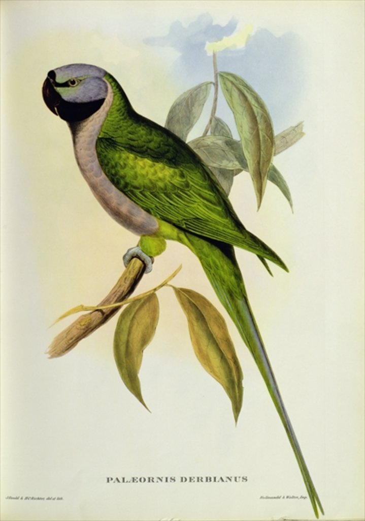 Detail of Parakeet: Palaeornis Derbianus, c.1850 by John Gould