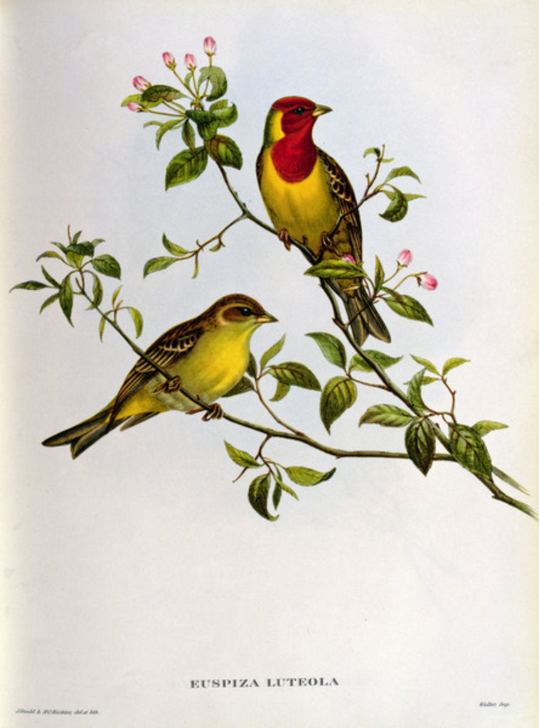 Detail of Euspiza Luteola, 19th century by John Gould