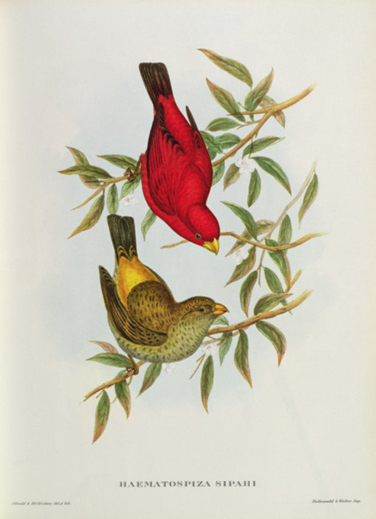 Detail of Haematospiza Sipahi by John Gould