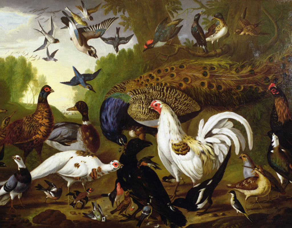 Detail of The Fable of the Raven with a Peacock, Cockerel, Woodpecker, Jay, Woodcock, and Magpie by Pieter Casteels